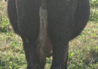 Young Black Bull Photo Back View