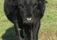 Young Black Bull Photo Front View
