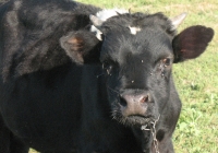 Young Black Bull Photo Face