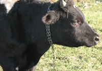 Young Black Bull Photo Side View