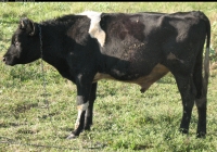 Young Black Bull Photo Left View