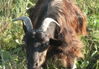 Free Brown Goat Photo
