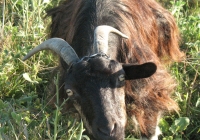 Free Brown Goat Face Photo