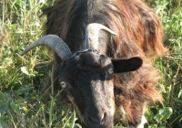 Free Brown Goat Face Photo