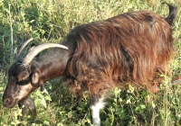 Free Brown Goat Photo