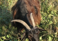 Free Brown Goat Photo