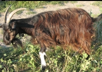 Free Brown Goat Photo Side View