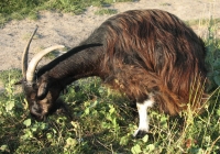 Free Brown Goat Photo