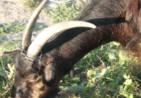 Free Brown Goat Head Photo