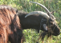 Free Brown Goat Photo