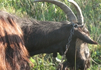 Free Brown Goat Photo