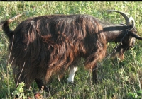 Free Brown Goat Photo