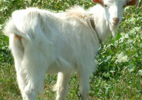 Goat Kid White