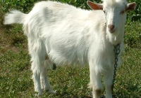 white goat kid photo 02