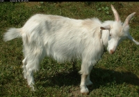 white goat kid photo 03