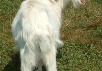 white goat kid photo 05