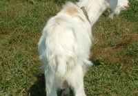 white goat kid photo 06