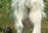 white goat kid photo 09