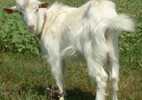 white goat kid photo 10