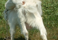 white goat kid photo 11