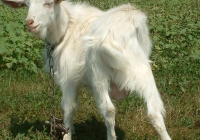 white goat kid photo 12