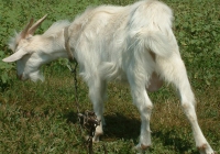 white goat kid photo 13