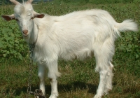 white goat kid photo 15