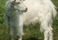 white goat kid photo 16