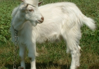 white goat kid photo 17