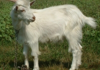 white goat kid photo 18