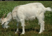 white goat kid photo 19