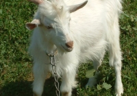 white goat kid photo 20