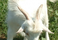 white goat kid photo 21