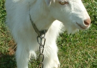 white goat kid photo 23