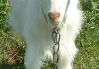 white goat kid photo front