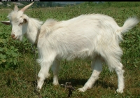 white goat kid photo side
