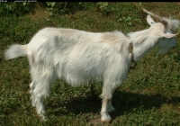 white goat kid photo side 1