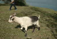 Goat Walk