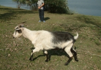 goat walk references 003