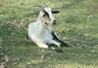 Free Goat Photo