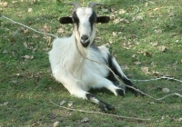 Free Goat Photo Face