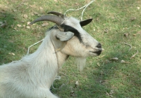 Free Goat Photo Profile