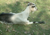 Free Goat Photo