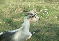 Free Goat Photo