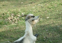 Free Goat Photo