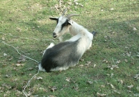 Free Goat Photo