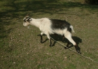 Free Goat Photo