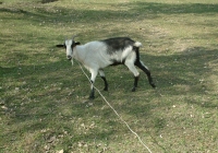 Free Goat Photo