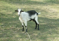 Free Goat Photo