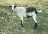 Free Goat Photo Side View